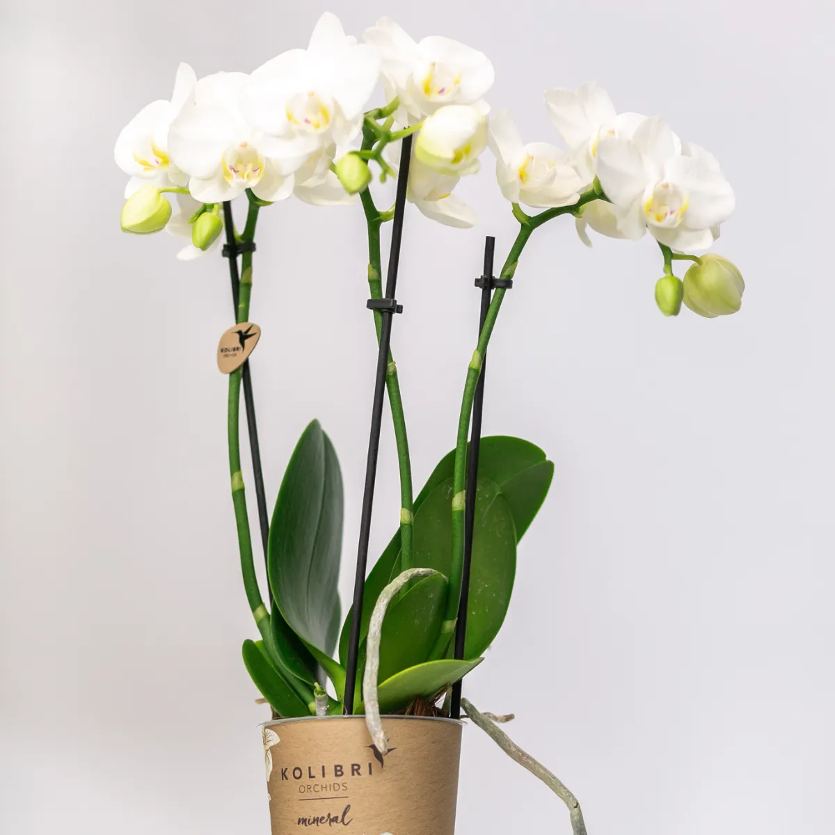 Plant and Stories Phalaenopsis amabilis orchidée blanche duo 2 pots 9 cm