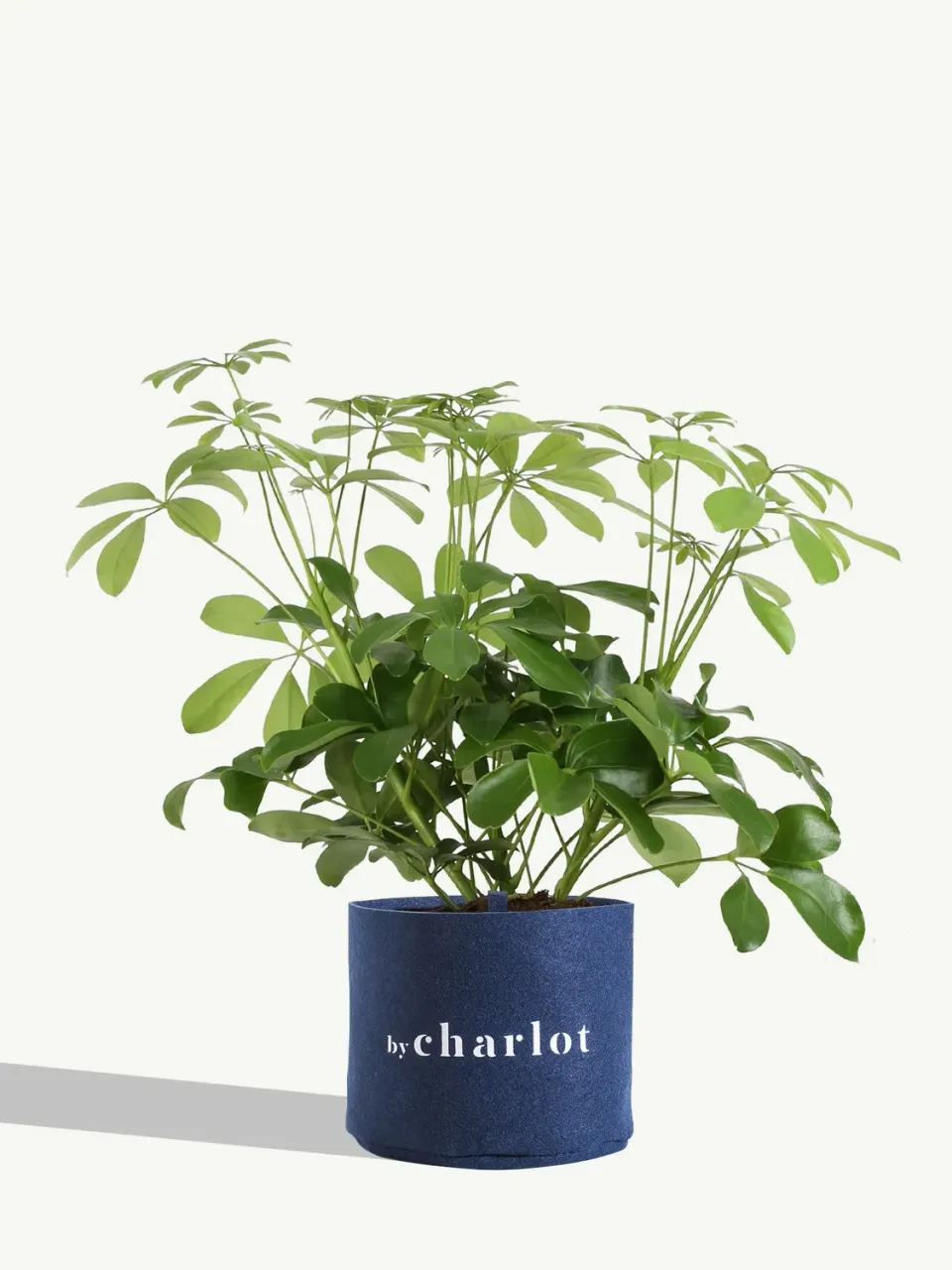By Charlot La Pétillante plante schefflera 45 cm lumineuse