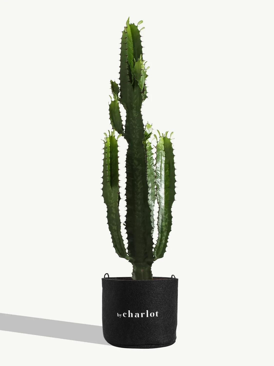 By Charlot La Talentueuse recharge euphorbe 75-85 cm