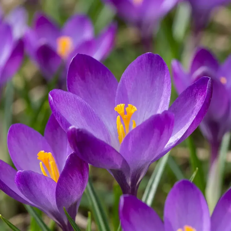 Plant and Stories Crocus Ruby Giant bulbes 100 bulbes violet