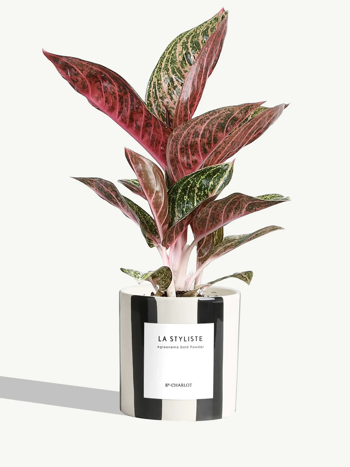 By Charlot La Styliste plante verte facile d'entretien