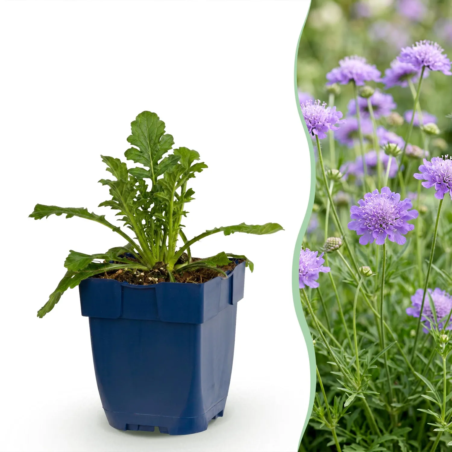 Plant and Stories Scabieuse Butterfly Blue vivace pot 11 cm bleue