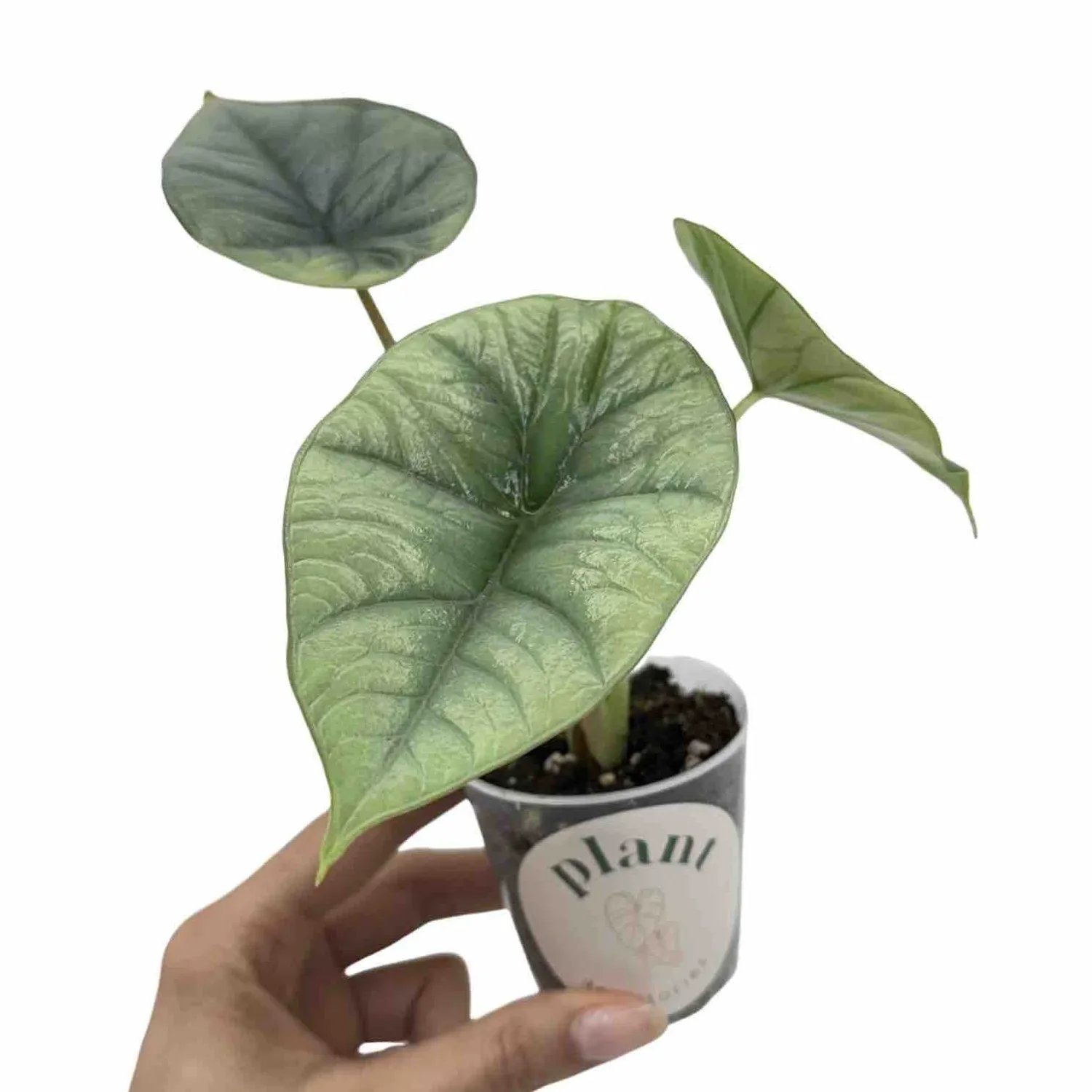 Plant and Stories Alocasia Platinum plante intérieur pot 6cm
