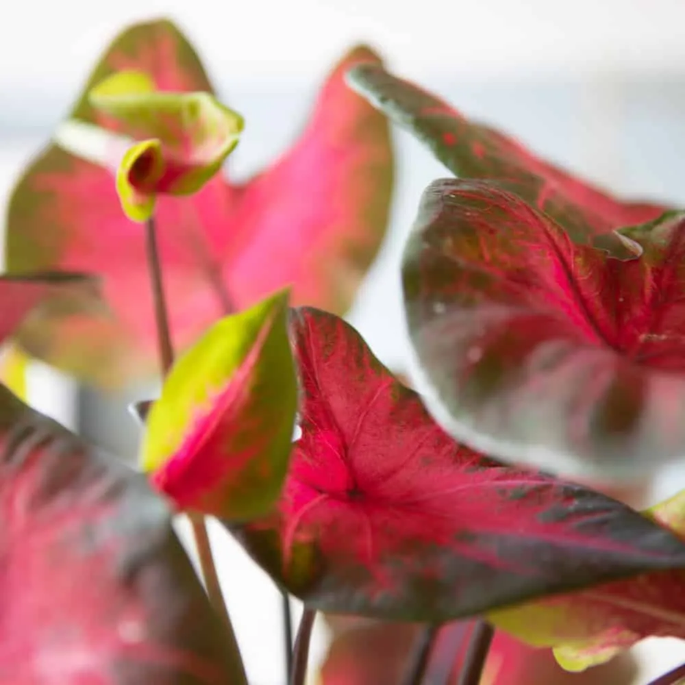 Réconciliation Végétale Caladium Florida Sweetheart plante bulbe