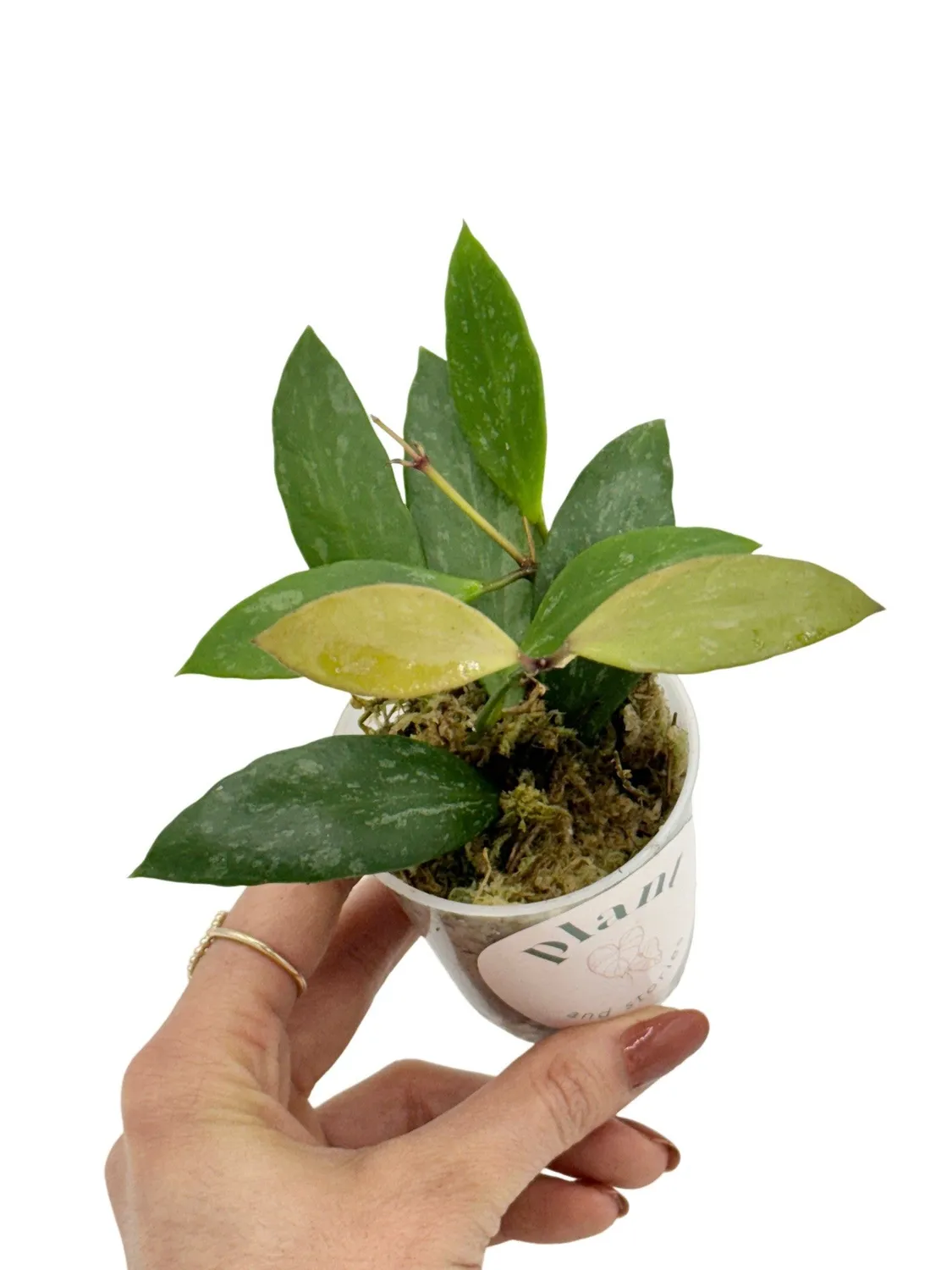 Plant and Stories Hoya Memoria plante grimpante pot 6 cm