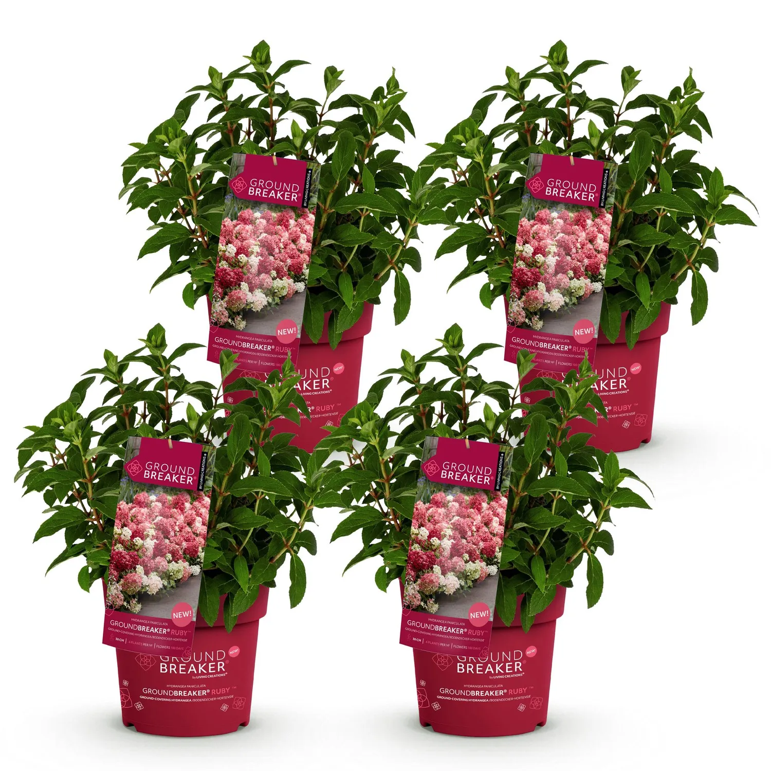 Plant and Stories Groundbreaker Ruby hortensia 1 plant rouge
