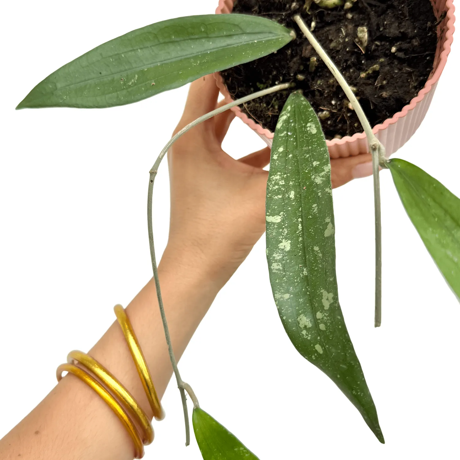 Plant and Stories Hoya Rindu Rafflesia plante pot 10,5 cm feuillage argenté