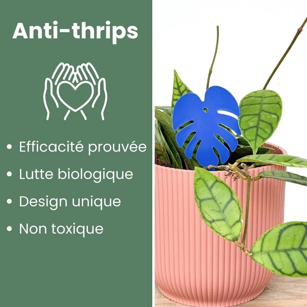 Plant and Stories Duo pièges chromatiques anti-nuisibles 2 couleurs