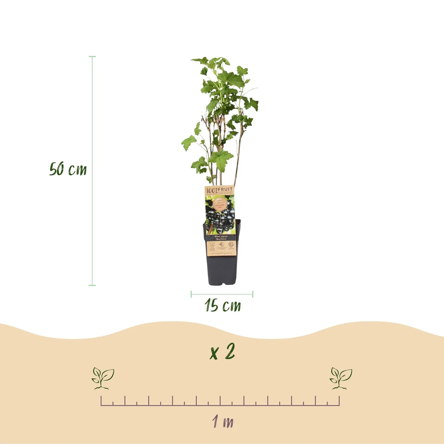 Plant and Stories Ben Nevis cassissier lot de 2 rustique