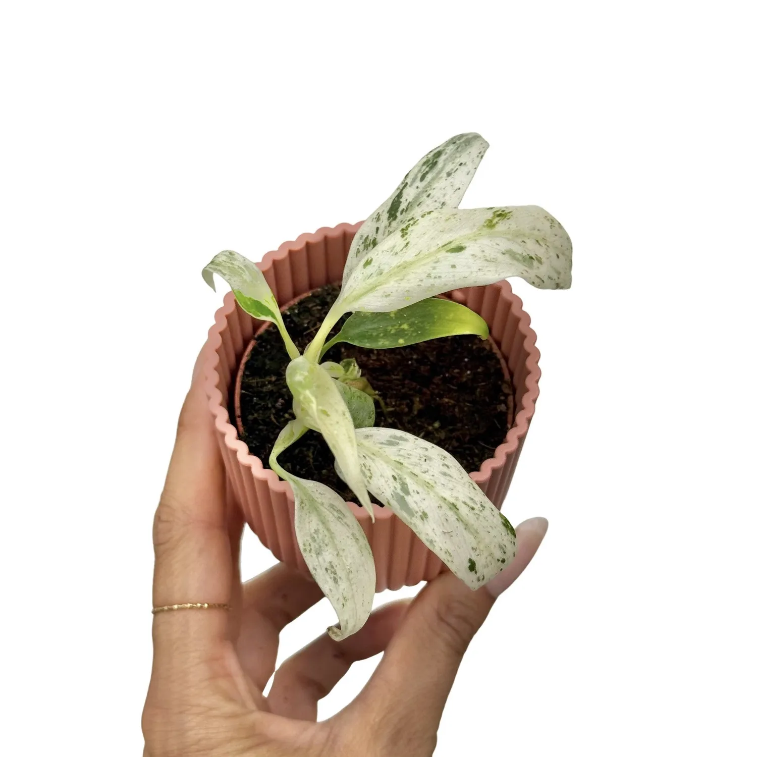Plant and Stories Rhaphidophora Puberula Variegata plante pot 6 cm