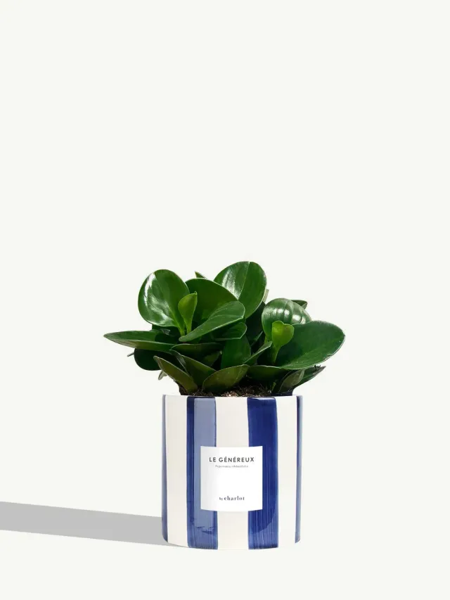 By Charlot Le Généreux peperomia plante pot 14 cm