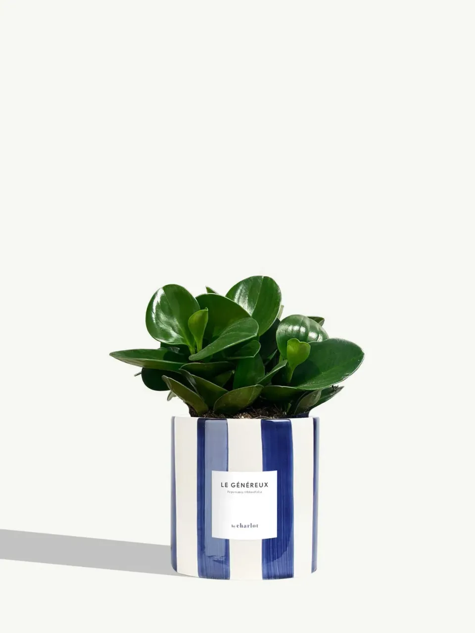 By Charlot Le Généreux peperomia plante pot 14 cm