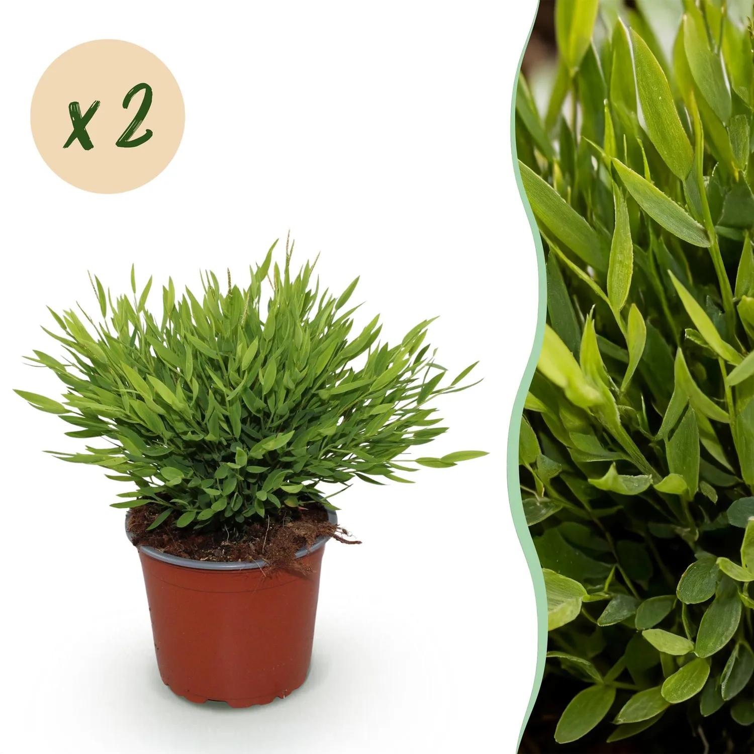 Plant and Stories Monica herbe de bambou 2 plantes pot 12 cm