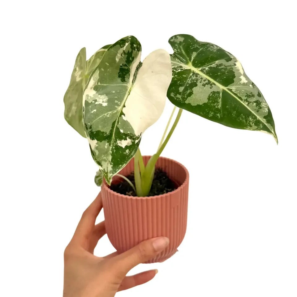 Plant and Stories Alocasia Frydek Variegata plante pot 6 cm panachée