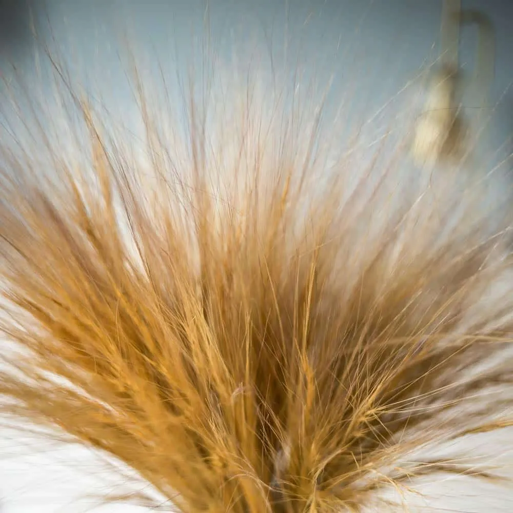 Réconciliation Végétale Barba botte fleurs séchées naturel 150g