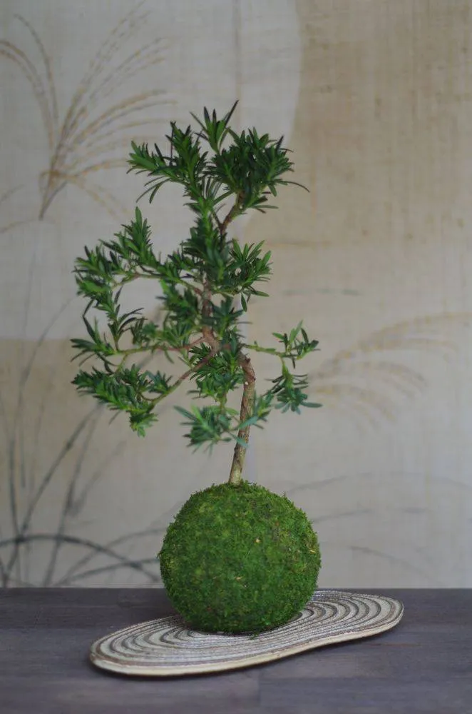 AQUAPHYTE Aldabra San kokedama pin des bouddhistes
