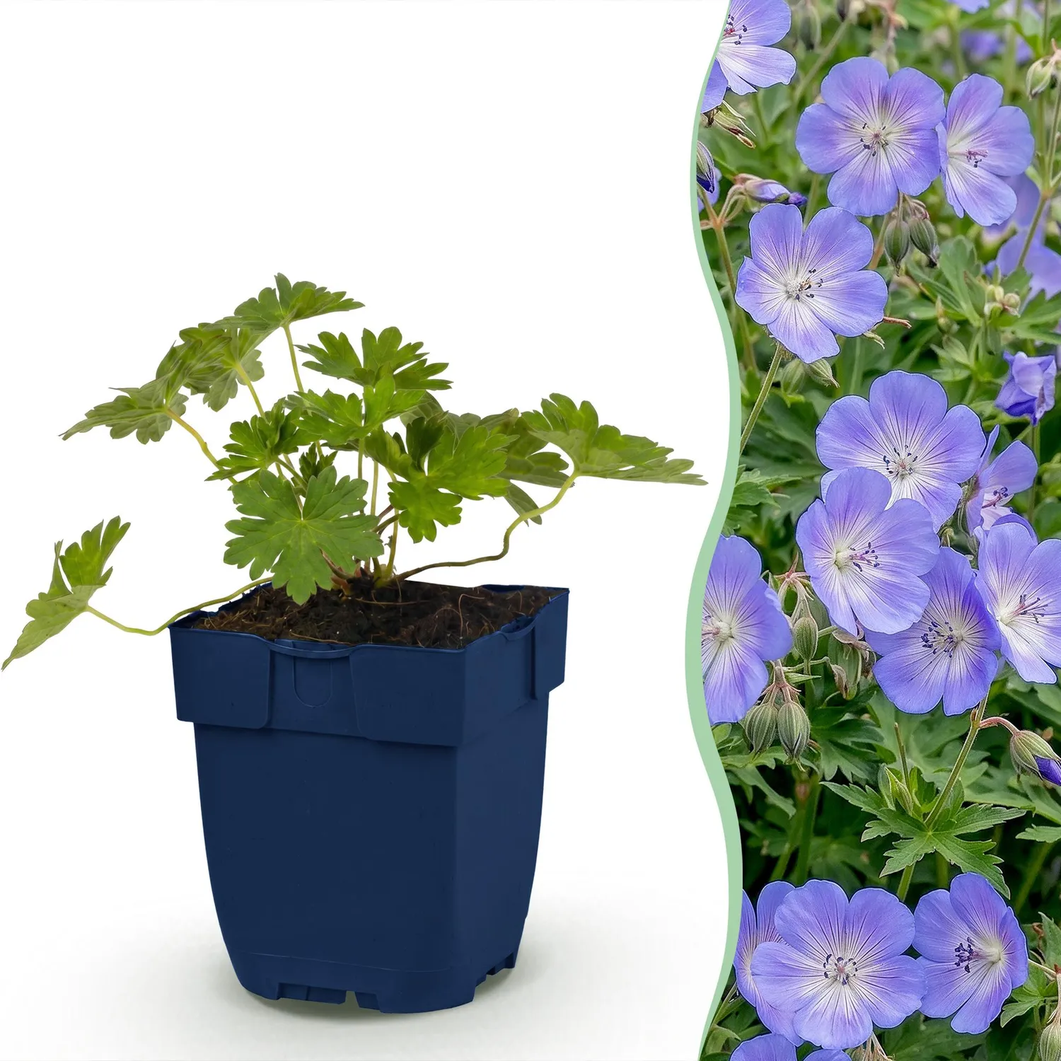 Plant and Stories Géranium Rozanne vivace pot 11 cm violet