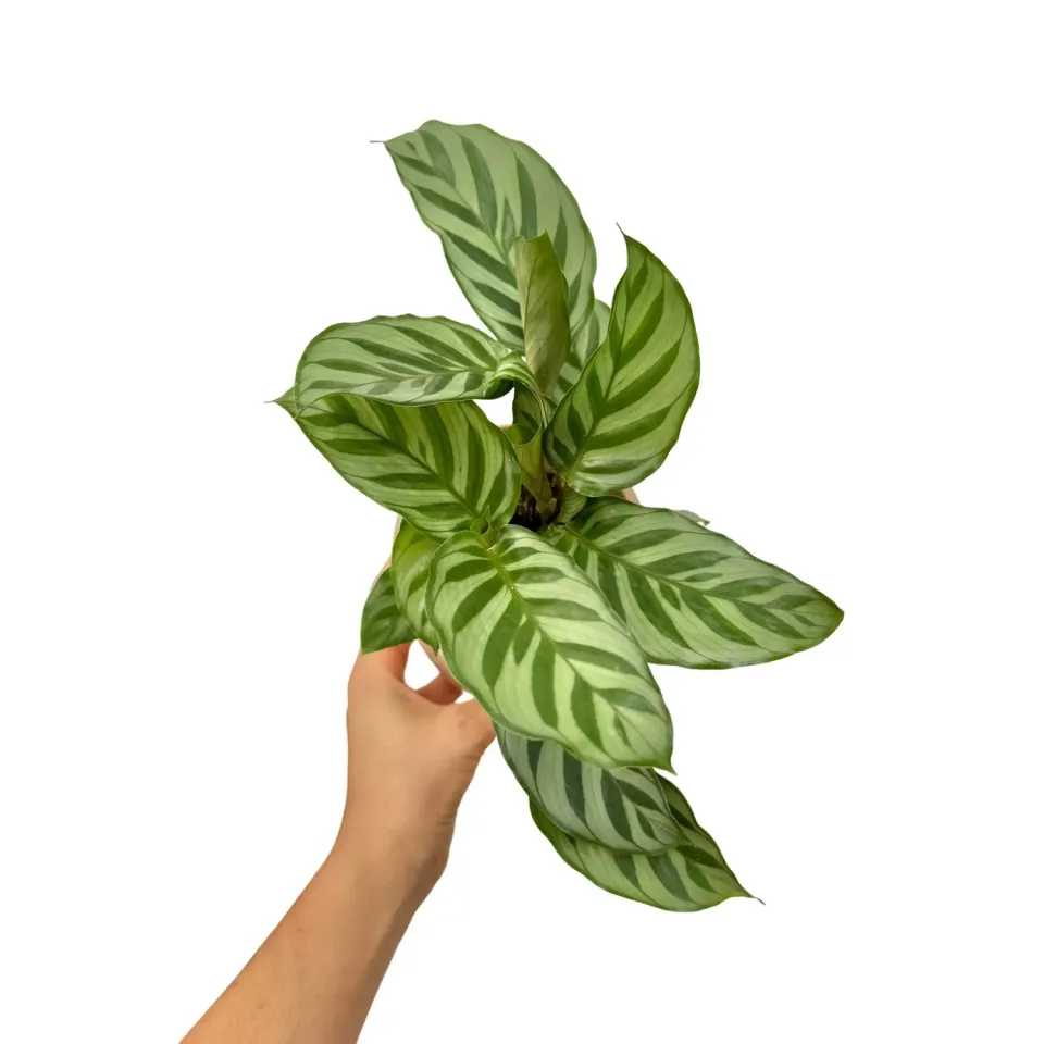 Plant and Stories Calathea Freddie plante rayée graphique facile