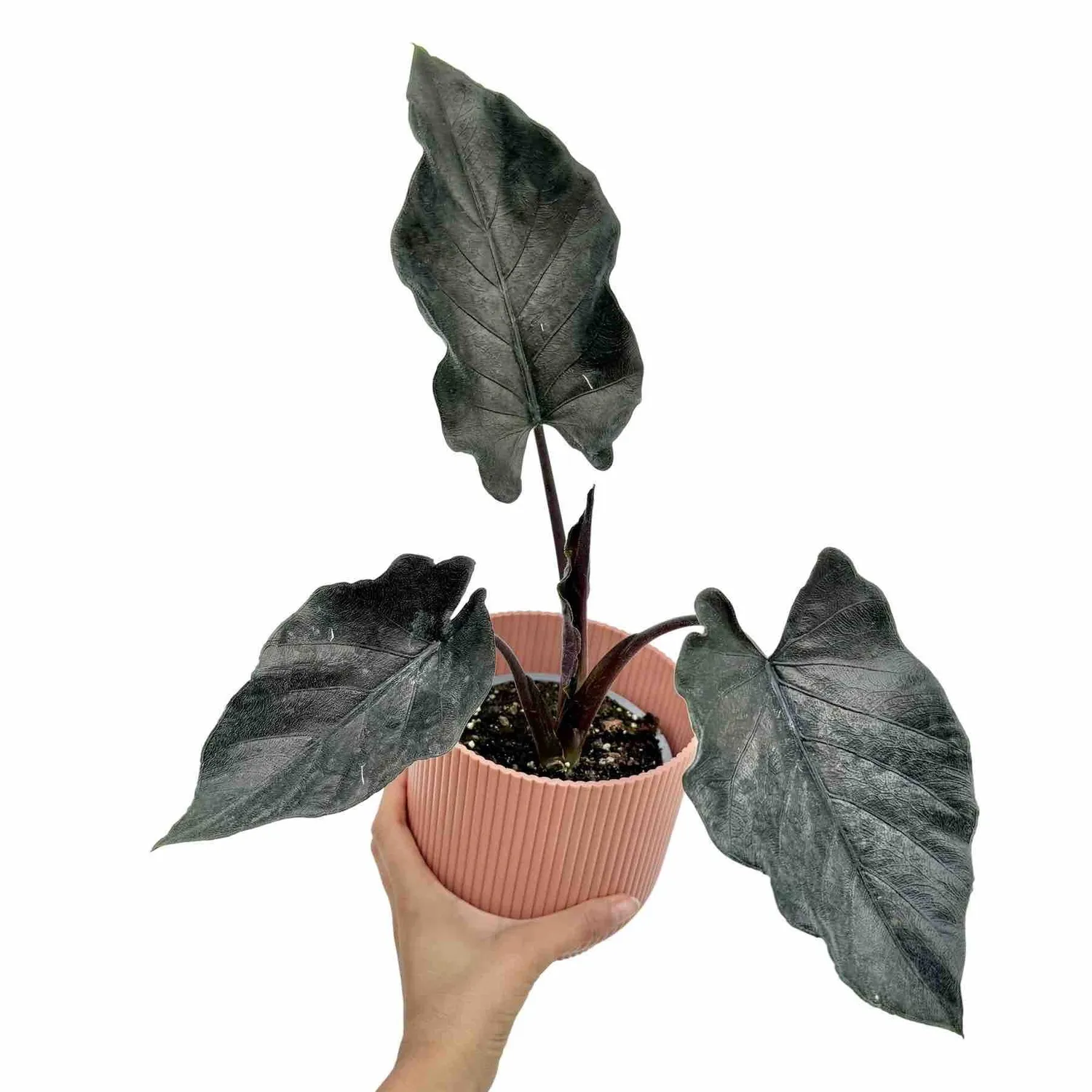 Plant and Stories Antoro Velvet alocasia 6 cm feuilles veloutées