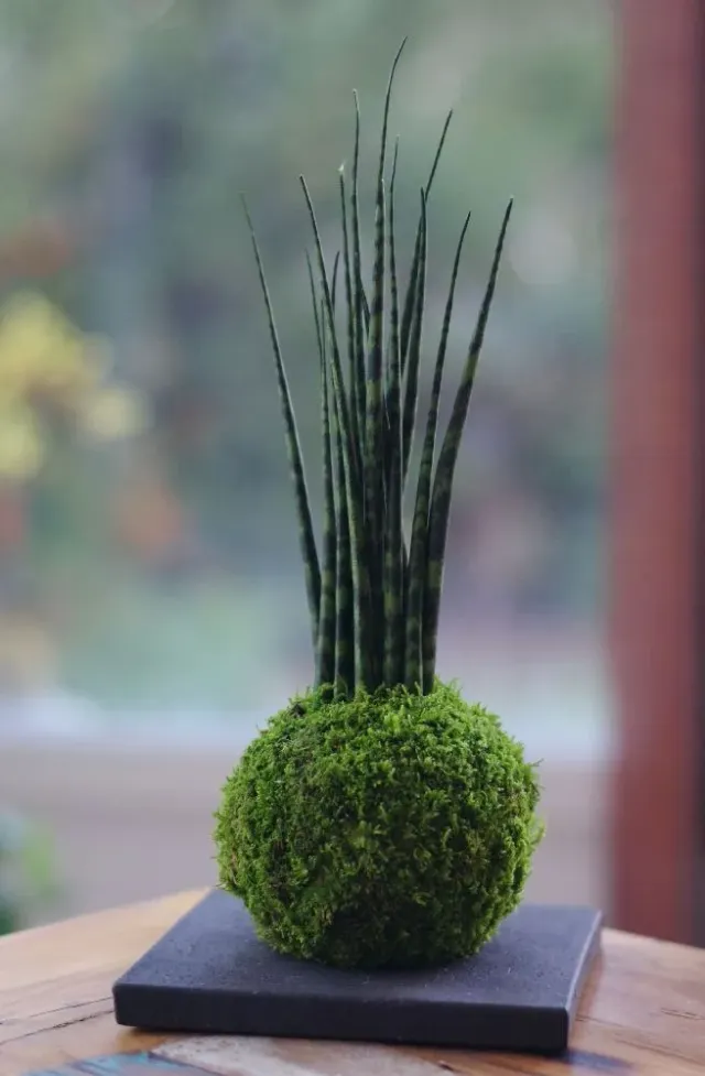 AQUAPHYTE Bagan Ni kokedama sansevieria mikado
