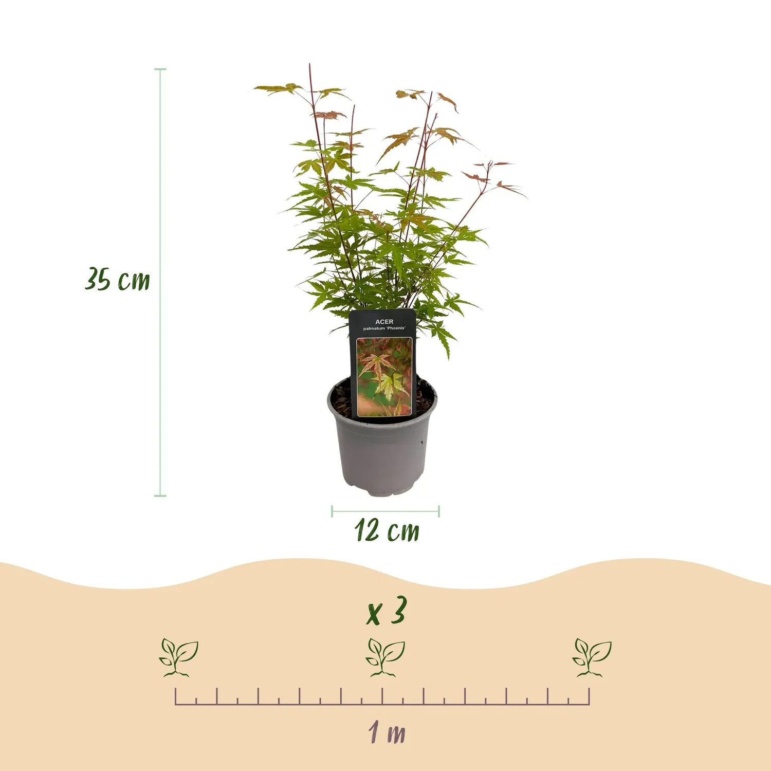 Plant and Stories Érable Japon Phoenix arbuste pot 12 cm orange