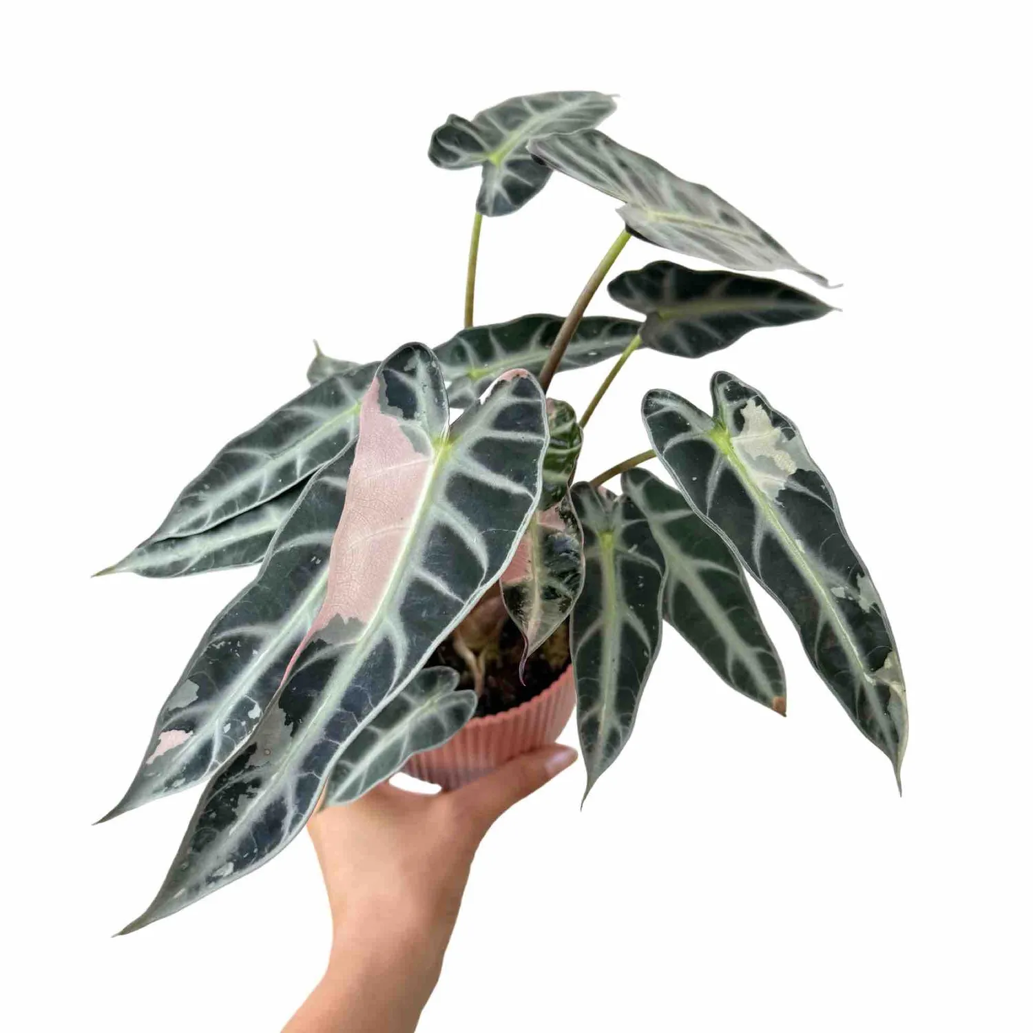 PLANT AND STORIES Alocasia Bambino Variegata plante d’intérieur pot 9 cm panachée