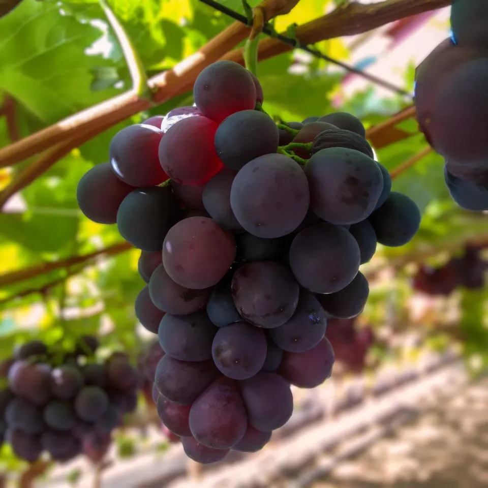 Plant and Stories Vigne Vanessa raisin fruitier lot 2 plants bleus