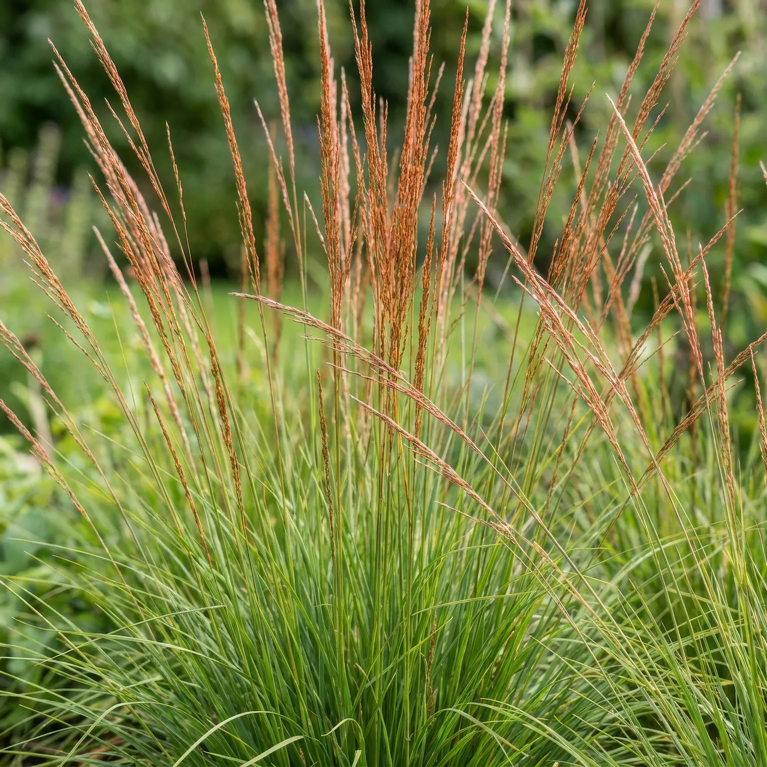 Plant and Stories Molinia Heidebraut graminée pot 11 cm lot 6 plants
