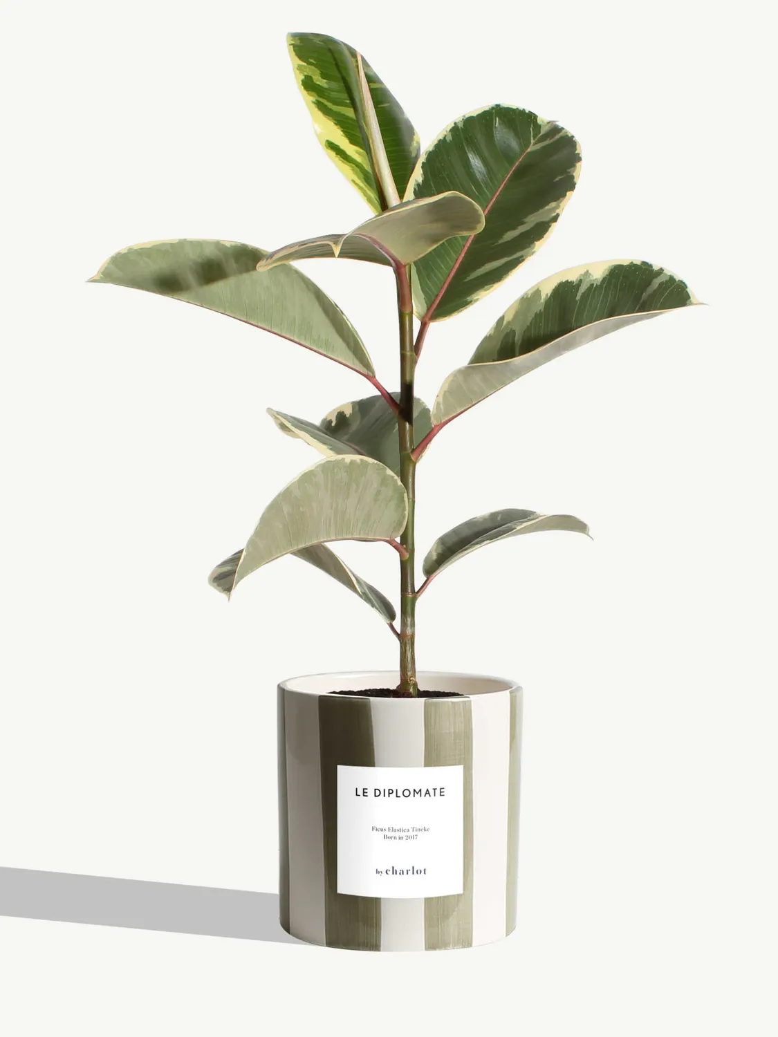 By Charlot Le Diplomate ficus tineke plante verte 45 cm