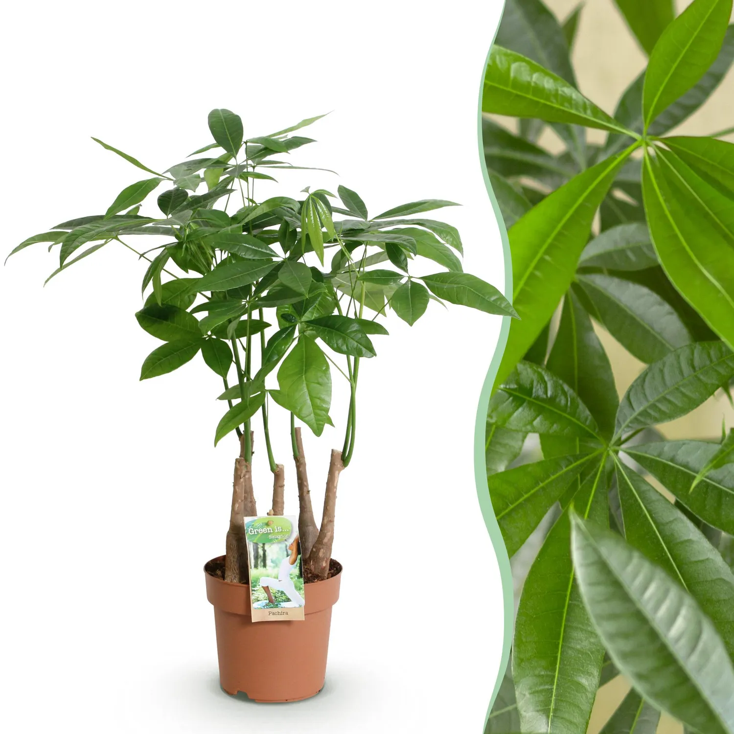 Plant and Stories Pachira Aquatica arbre pot 17 cm tressé