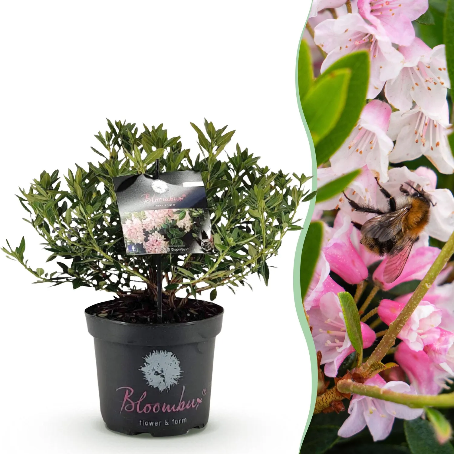 Plant and Stories Bloombux Light Pink rhododendron rose 23cm