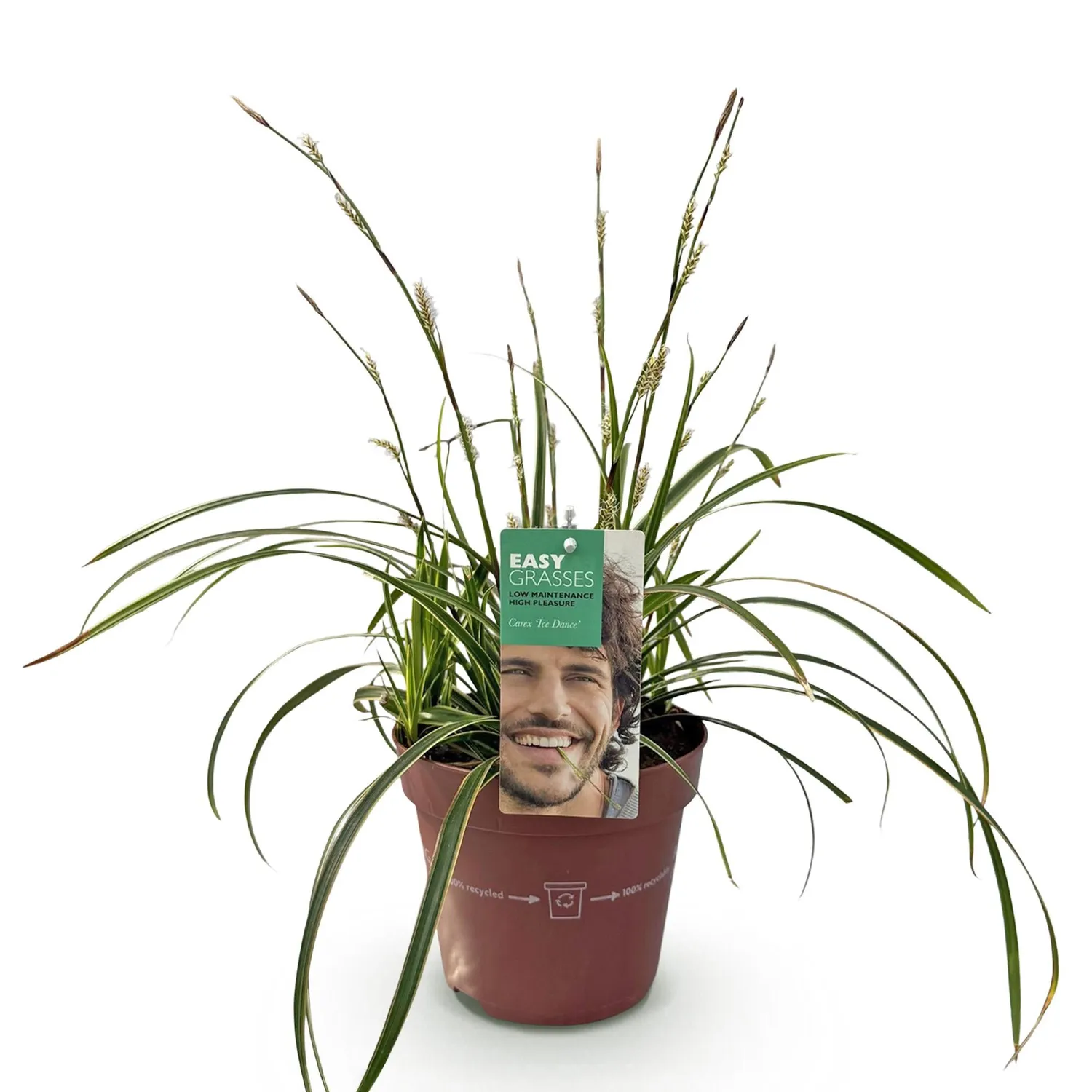 Plant and Stories Ice Dance laîche Carex pot 17 cm 1 plant