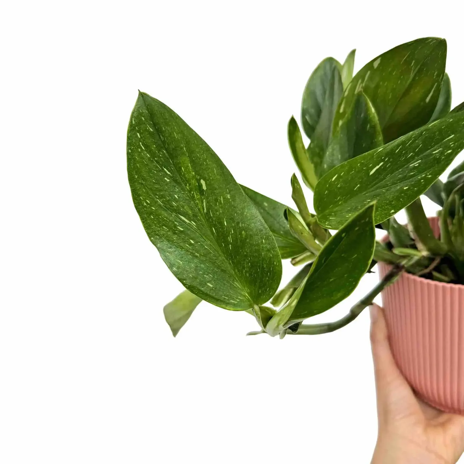 Plant and Stories Monstera Standleyana Plante Pot 12cm Marbrée