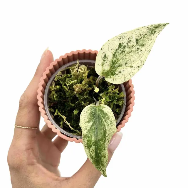 Plant and Stories Piper Macropiper Variegata plante pot 6 cm panachée