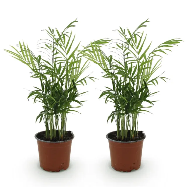 Plant and Stories Chamaedorea elegans palmier lot 2 pots 12 cm 35 cm