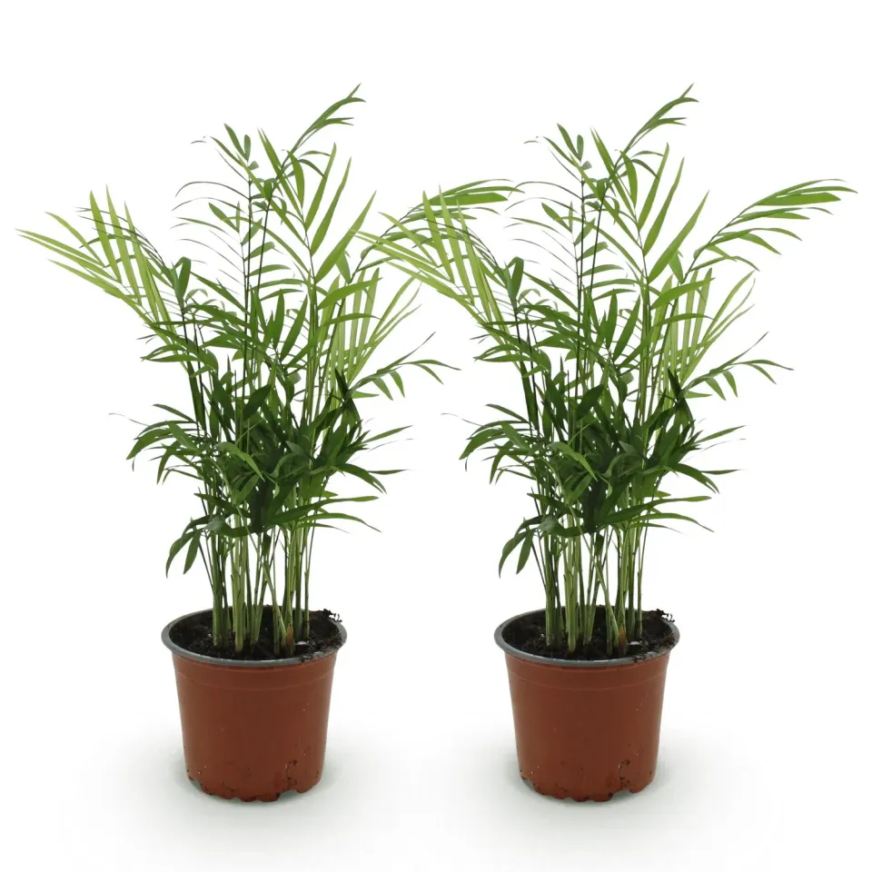 Plant and Stories Chamaedorea elegans palmier lot 2 pots 12 cm 35 cm