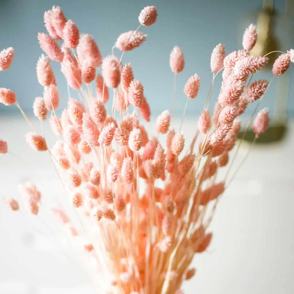 Réconciliation Végétale Phalaris bouquet fleurs séchées rose 150g