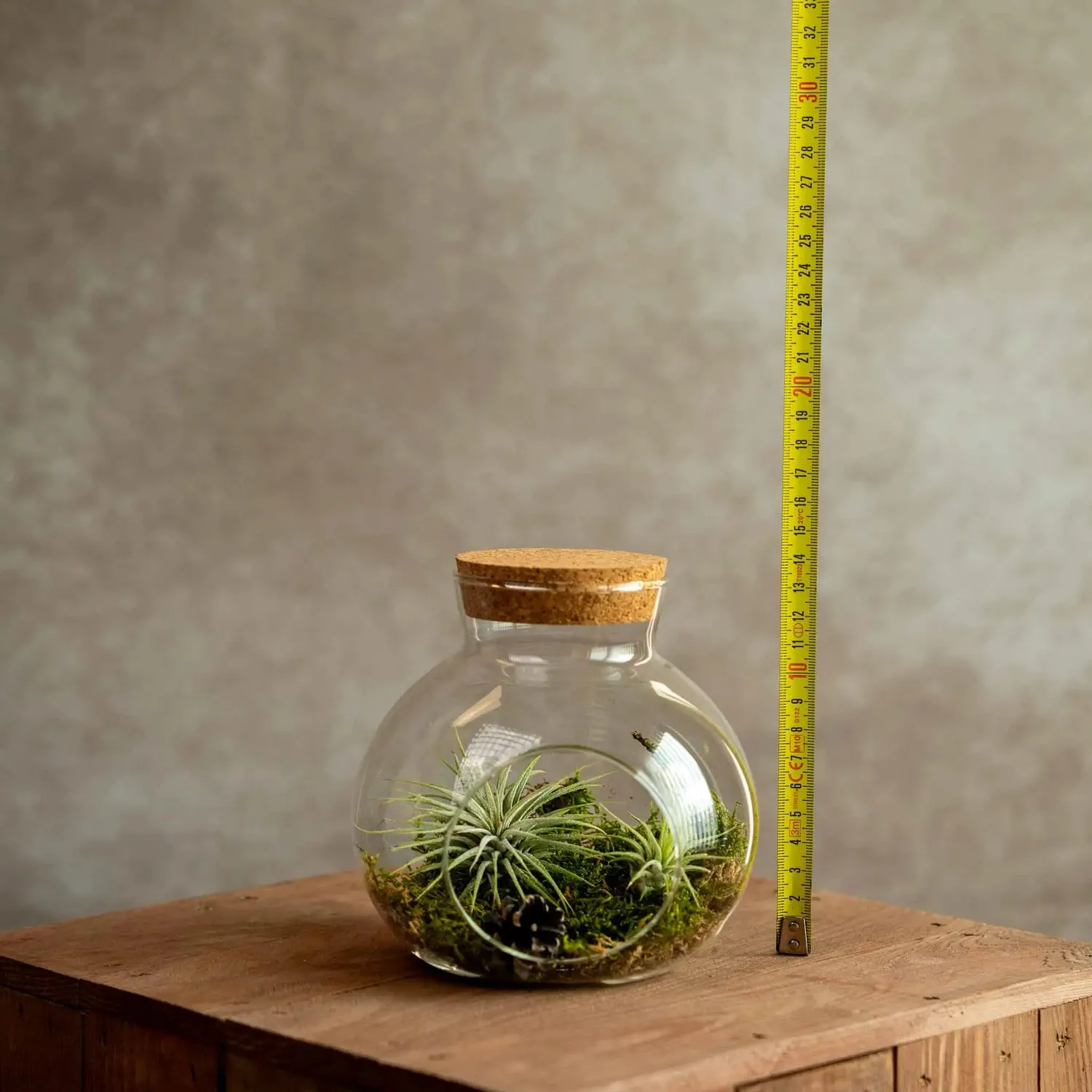 Airplantshop bocal liège grand avec 2 tillandsia ionantha