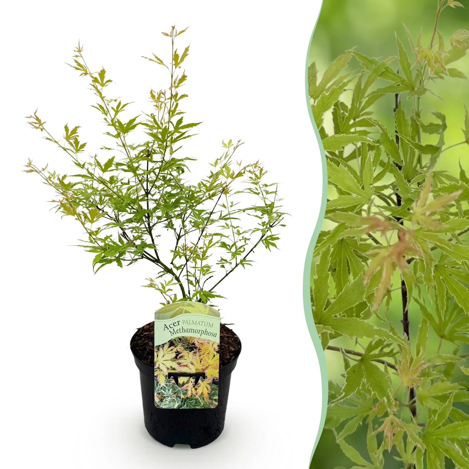 Plant and Stories Metamorphosa érable japon 1 plant pot 19 cm