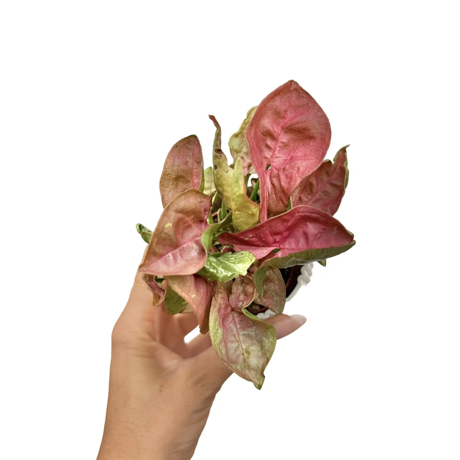 Plant and Stories Syngonium Orn Nak Red plante pot 6 cm