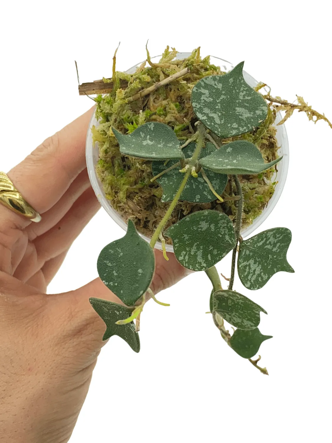 Plant and Stories Hoya Curtisii plante pot 6 cm marbré