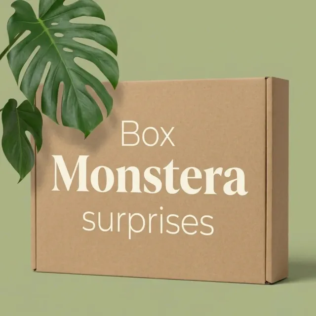 Plant and Stories Box Monstera Mystère pack 3 plantes surprises