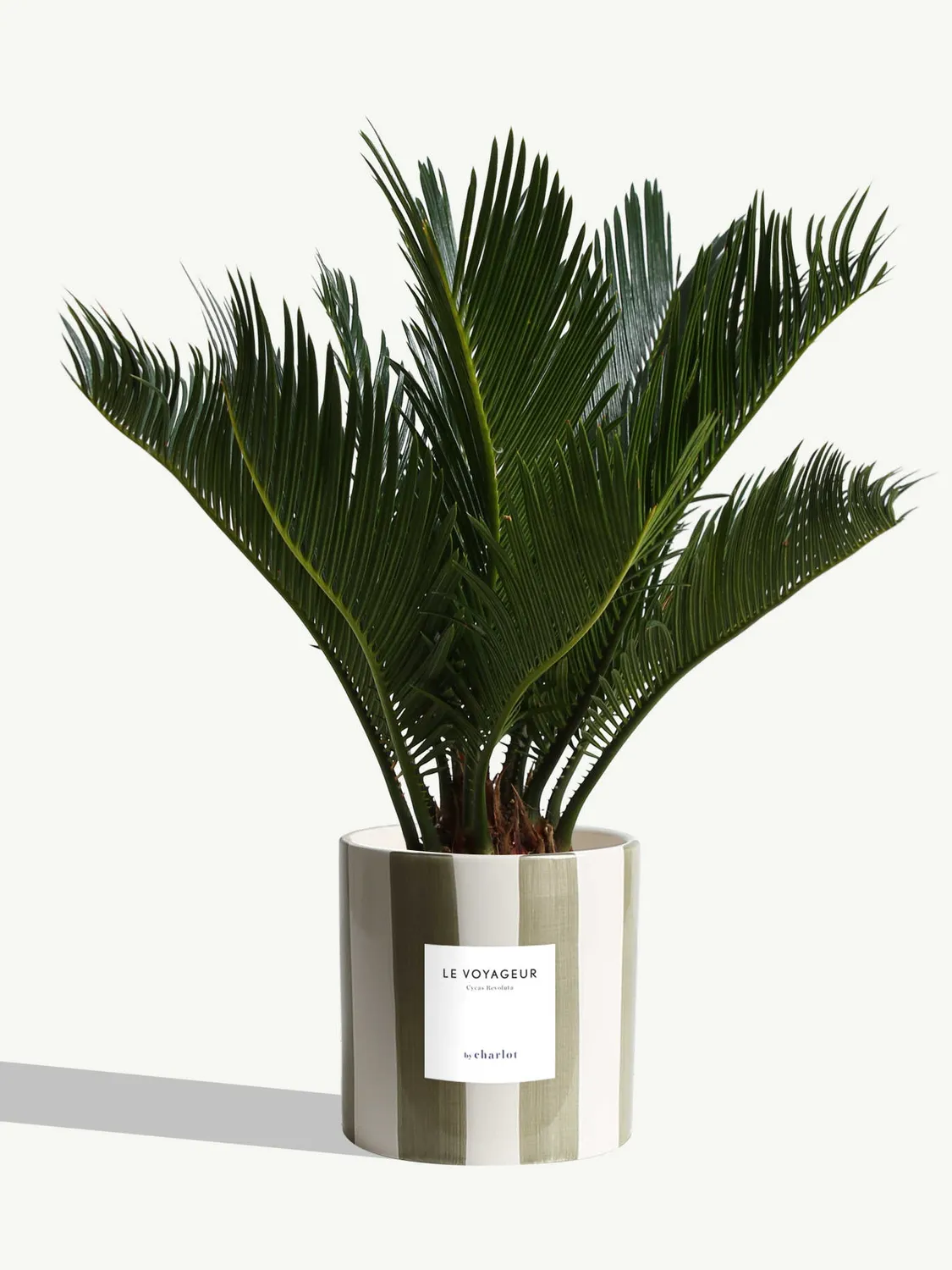 By Charlot Le Voyageur plante Cycas Revoluta pot 14 cm
