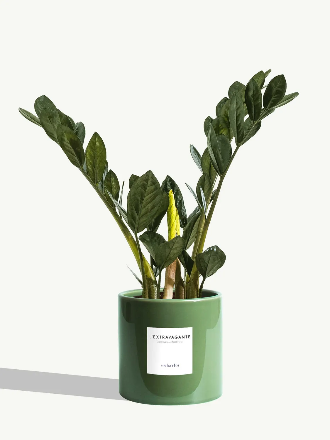 By Charlot L’Extravagante plante verte 50 cm pot 14 cm