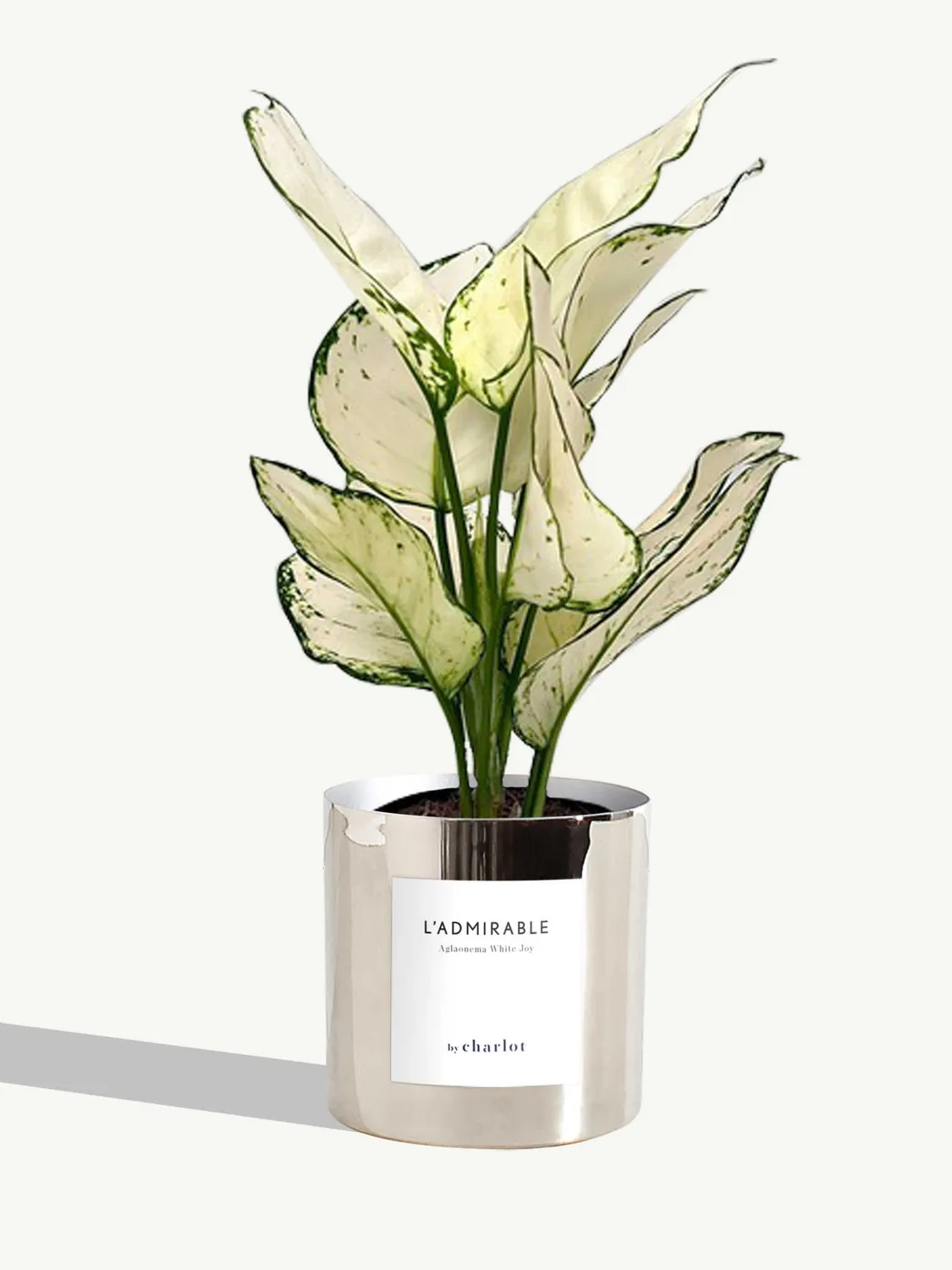 By Charlot L'Admirable Aglaonema White Joy 30-35 cm pot S