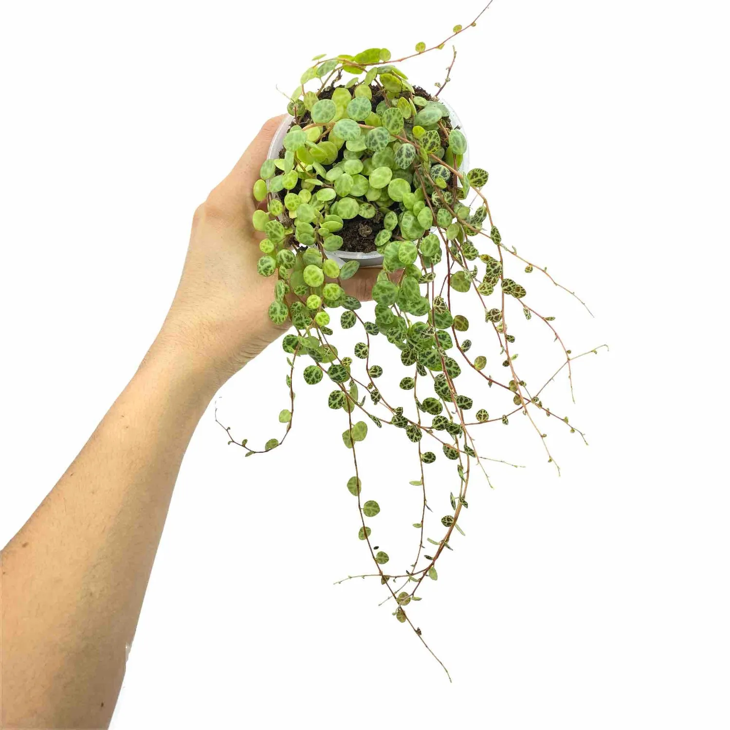 Plant and Stories Peperomia Prostrata plante 6 cm tortue