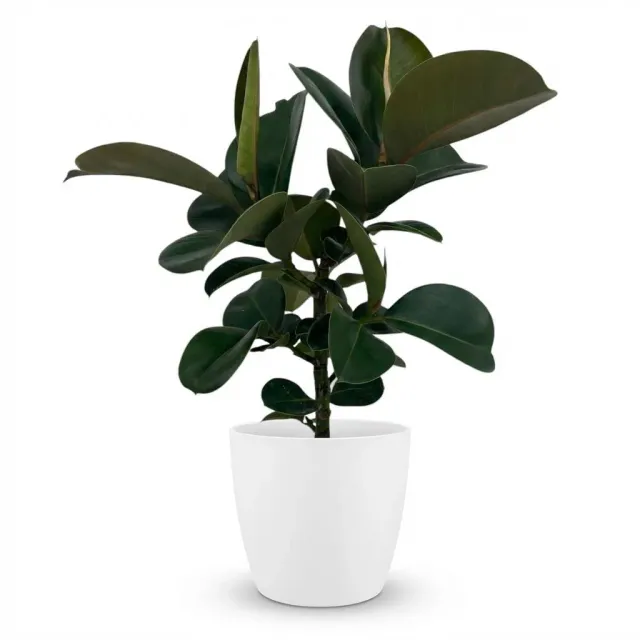 Plant and Stories Ficus Elastica Cloe caoutchouc 65cm sans cache-pot