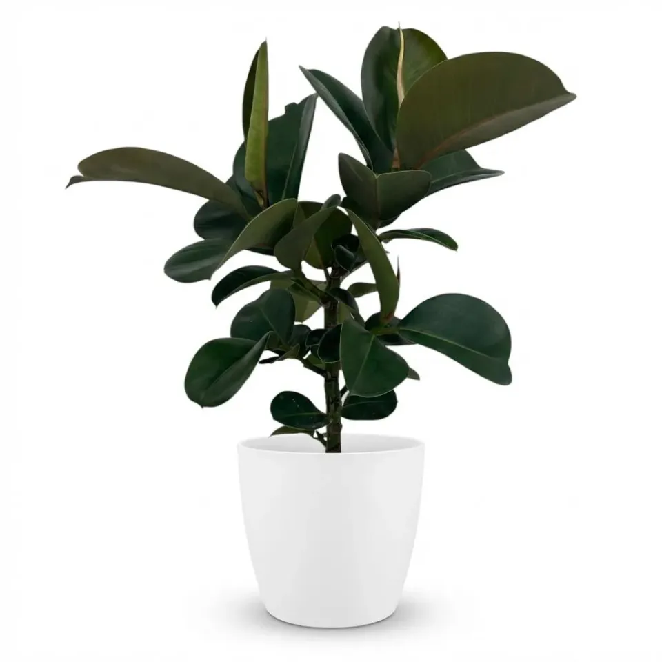 Plant and Stories Ficus Elastica Cloe caoutchouc 65cm sans cache-pot