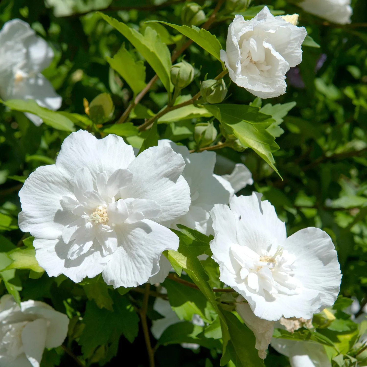Plant and Stories White Chiffon hibiscus pot 19 cm tige