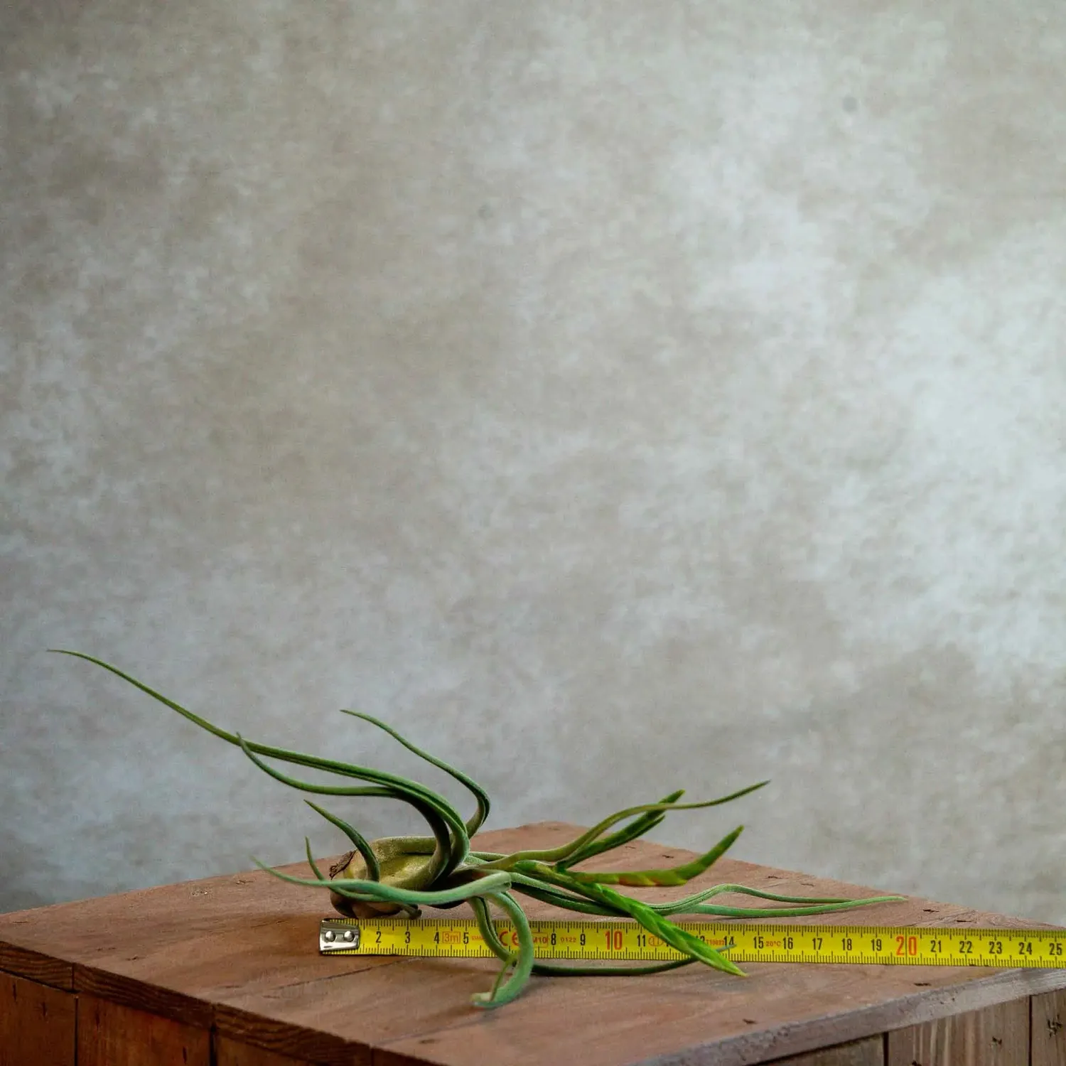 Airplantshop Tillandsia caput-medusae plante aérienne pieuvre